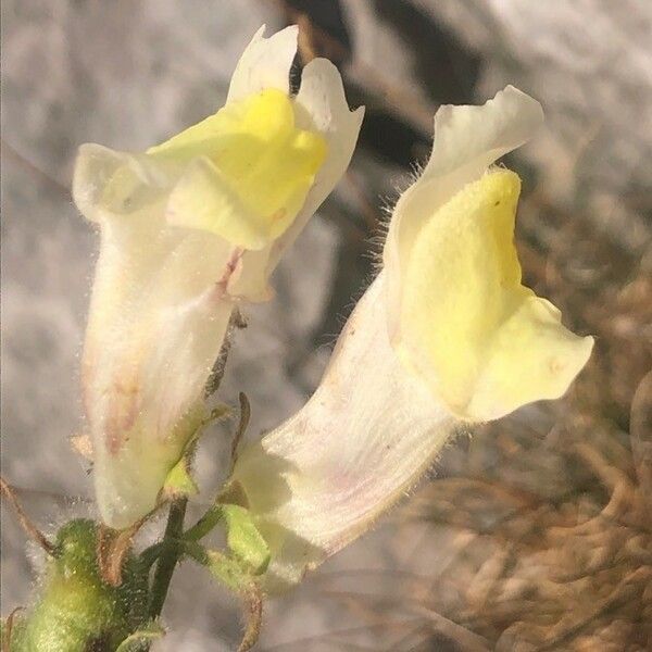 Antirrhinum braun-blanquetii Çiçek
