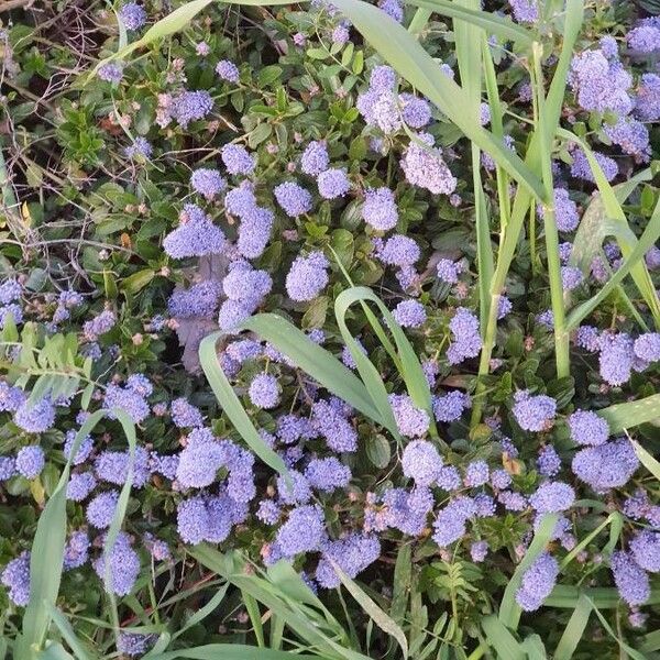 Ceanothus thyrsiflorus പുഷ്പം