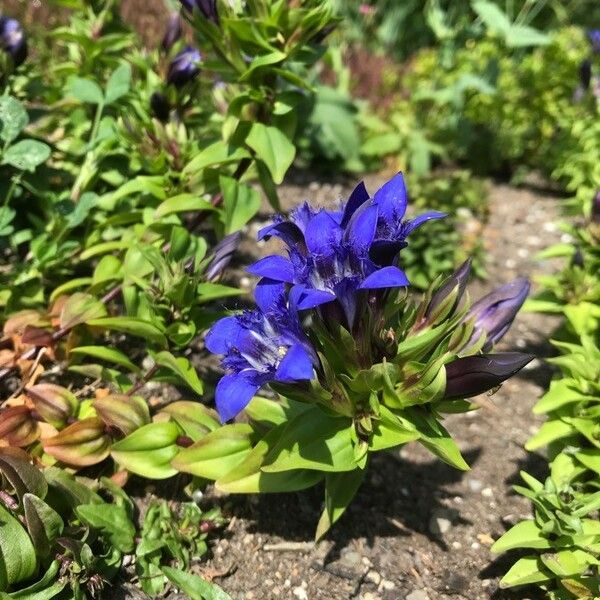 Gentiana calycosa Цветок