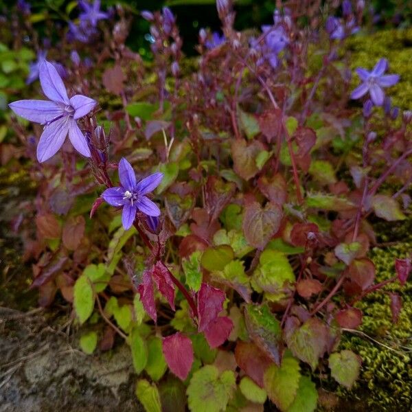 Campanula poscharskyana Habit