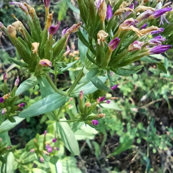 Centaurium tenuiflorum Fleur