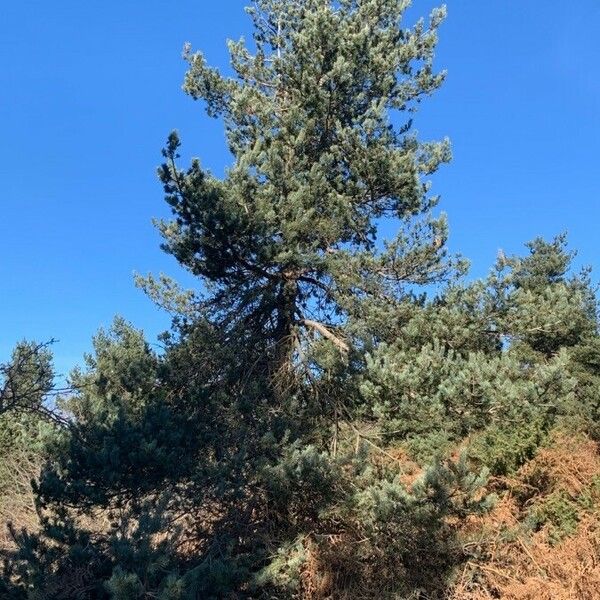 Pinus sylvestris 整株植物