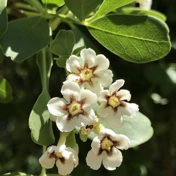 Schrebera alata Blüte