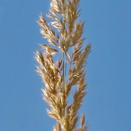 Calamagrostis epigejos Blüte