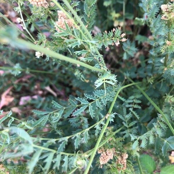 Sanguisorba verrucosa Leaf