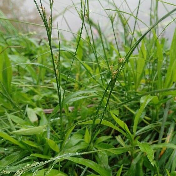 Juncus compressus Habitus