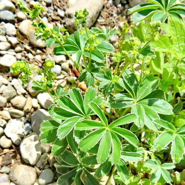 Alchemilla plicata Vekstform