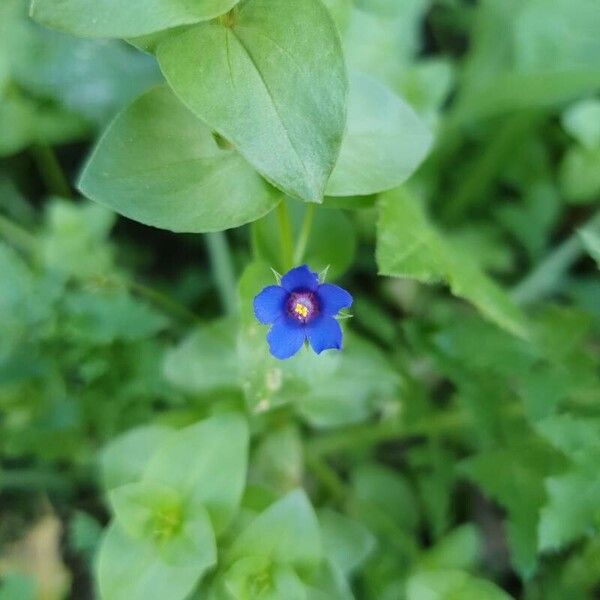 Lysimachia foemina Fleur