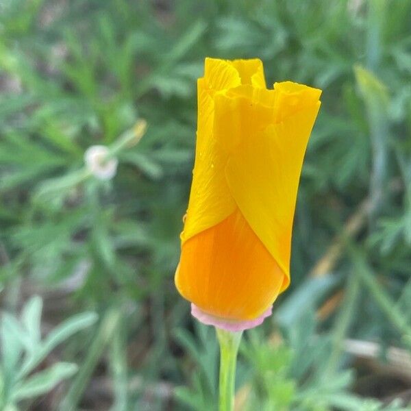 Eschscholzia californica Цветок