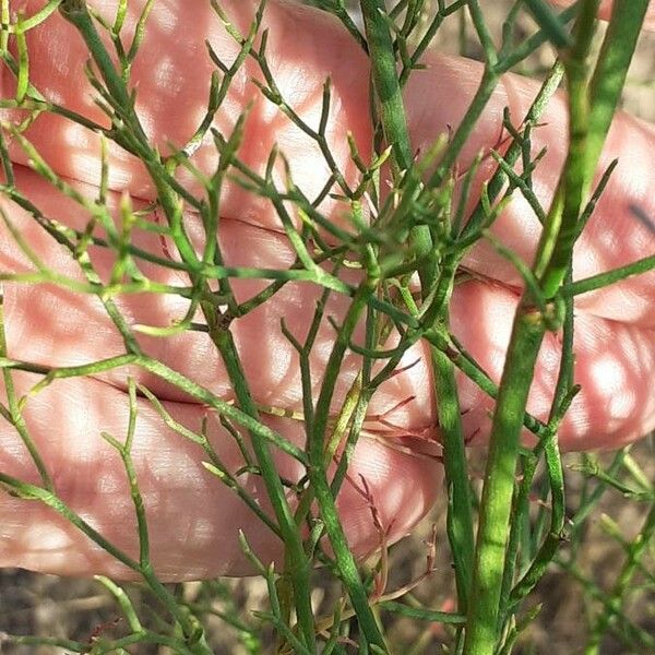 Limonium bellidifolium Blatt