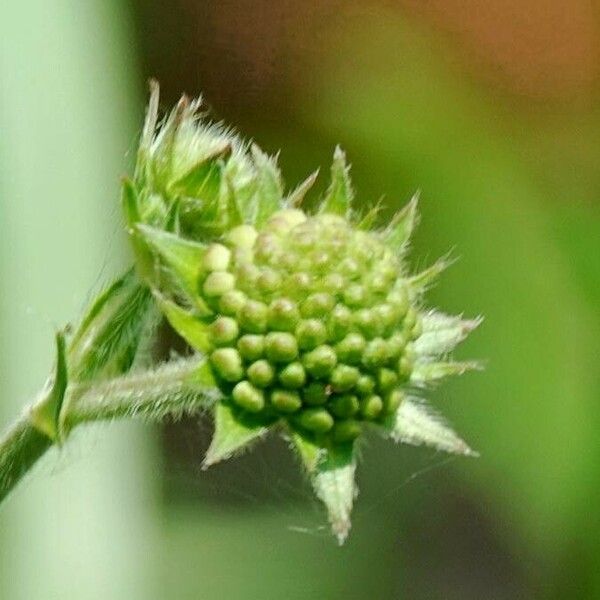 Knautia dipsacifolia Arall