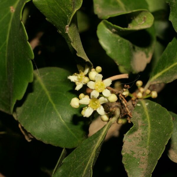 Maytenus canariensis Arall