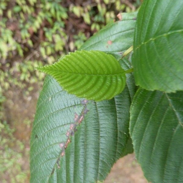 Alnus acuminata Folha