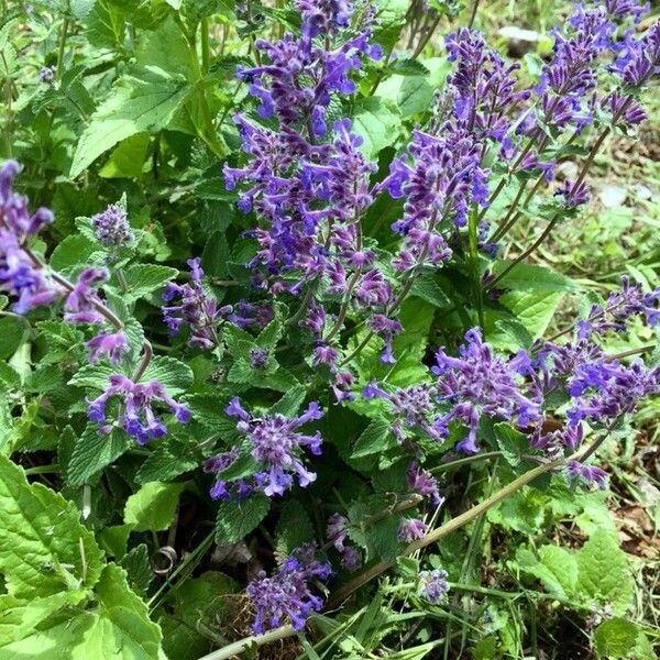 Nepeta racemosa Habitus