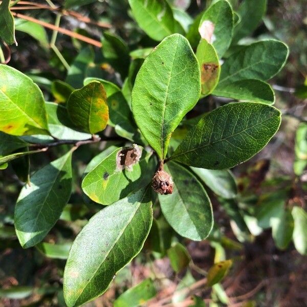 Sideroxylon lanuginosum Ліст