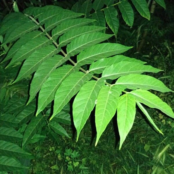 Ailanthus altissima Hostoa