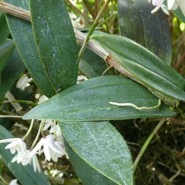 Dendrobium kingianum 葉