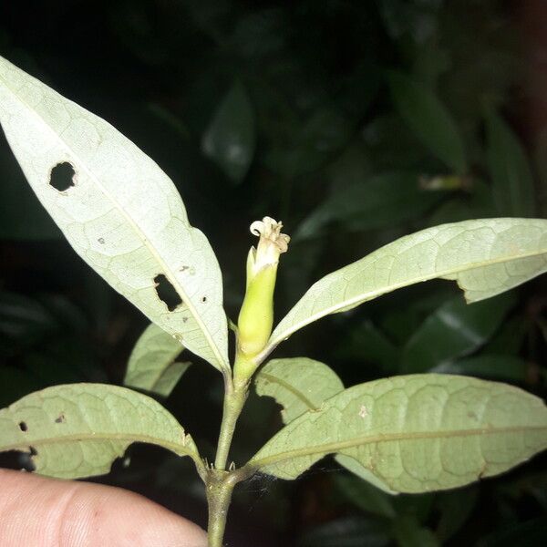 Psychotria oblonga മറ്റ്