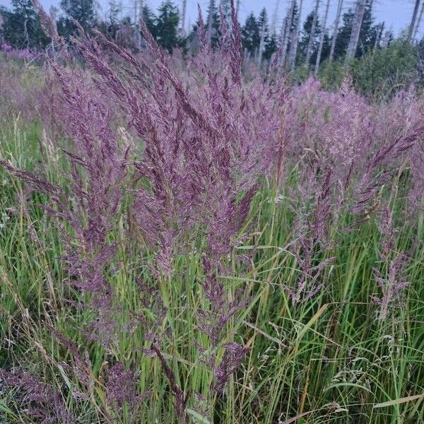 Calamagrostis epigejos ᱵᱟᱦᱟ