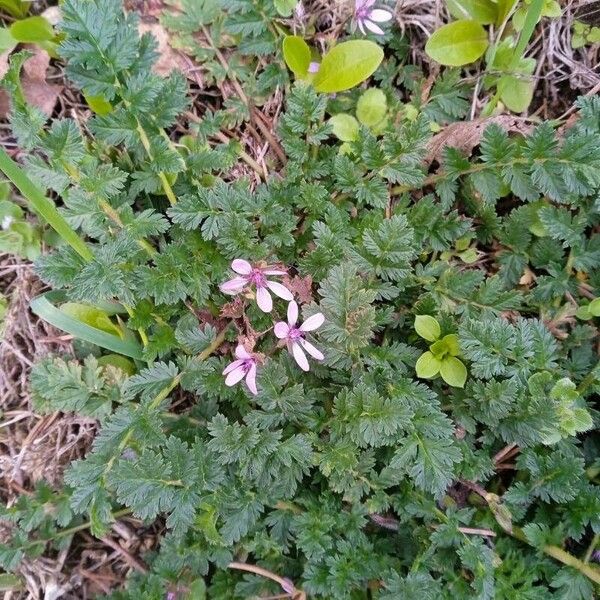 Erodium cicutarium 花