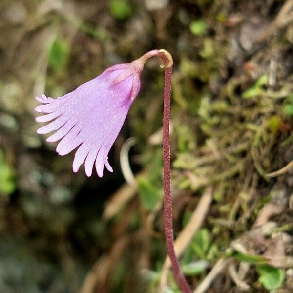 Soldanella pusilla Flower