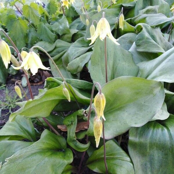 Erythronium revolutum Цветок