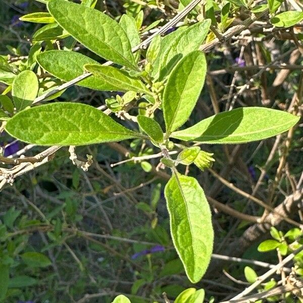 Lycianthes lycioides Hoja