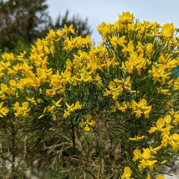 Genista radiata Blomst