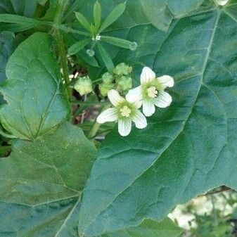 Bryonia cretica Flower