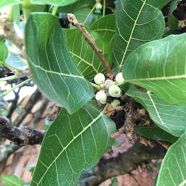 Ficus ingens Leaf