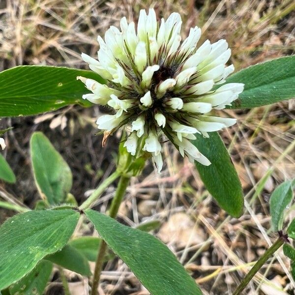 Trifolium alexandrinum Flower