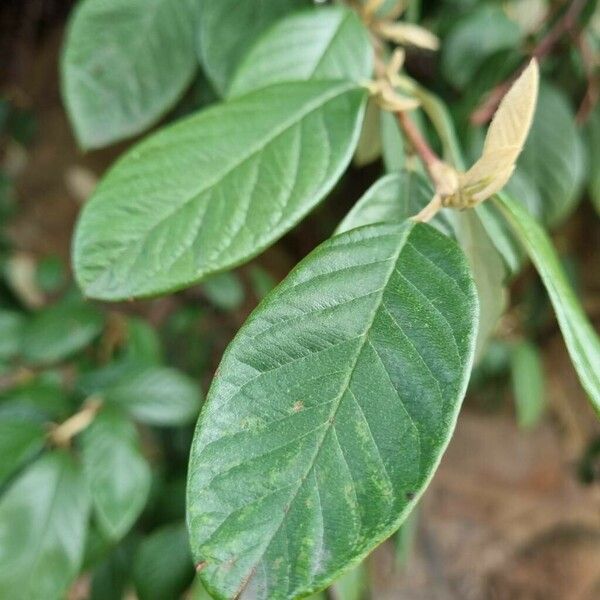 Cotoneaster coriaceus Blad