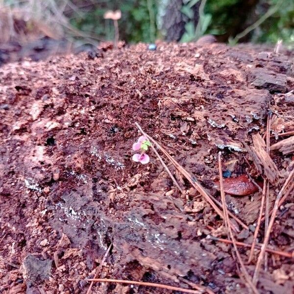 Desmodium triflorum Kukka