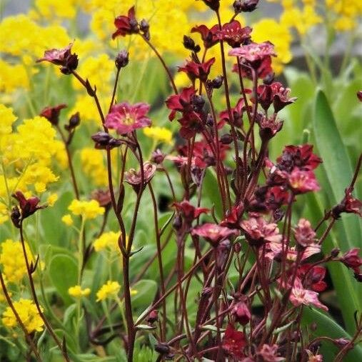 Saxifraga rosacea Çiçek