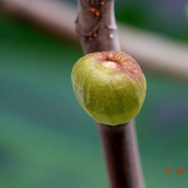 Ficus carica 果