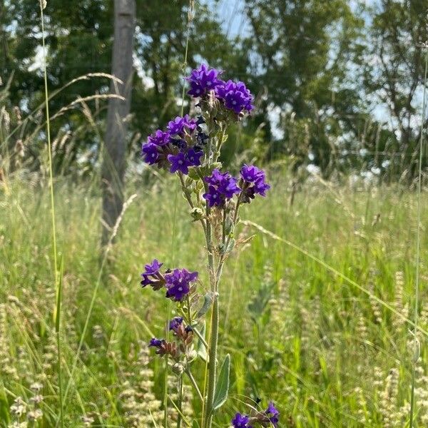 Anchusa officinalis Buveinė