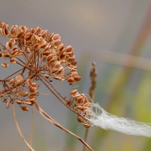 Peucedanum palustre Blad