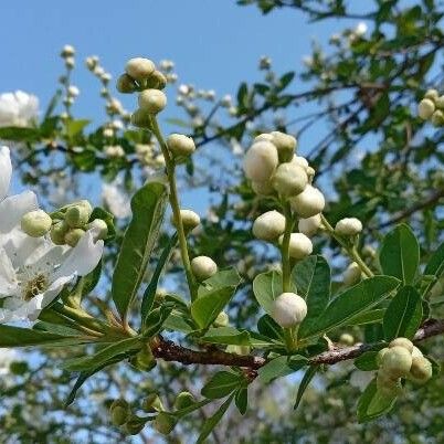 Exochorda racemosa 其他