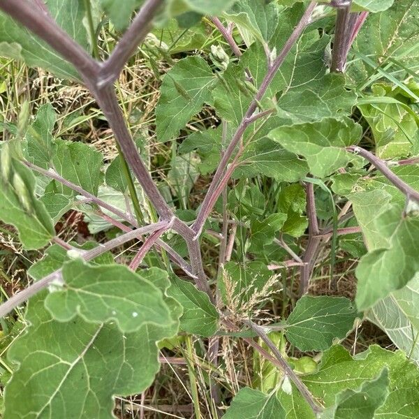 Arctium tomentosum Кора