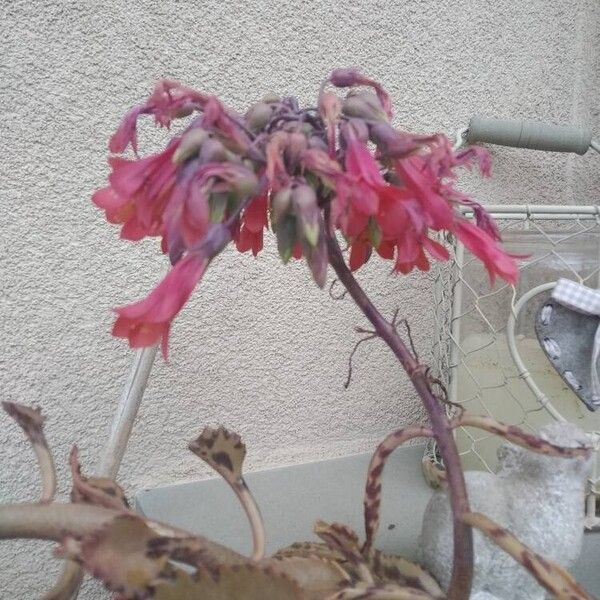 Kalanchoe delagoensis Çiçek