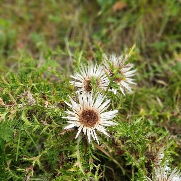 Carlina acaulis Λουλούδι