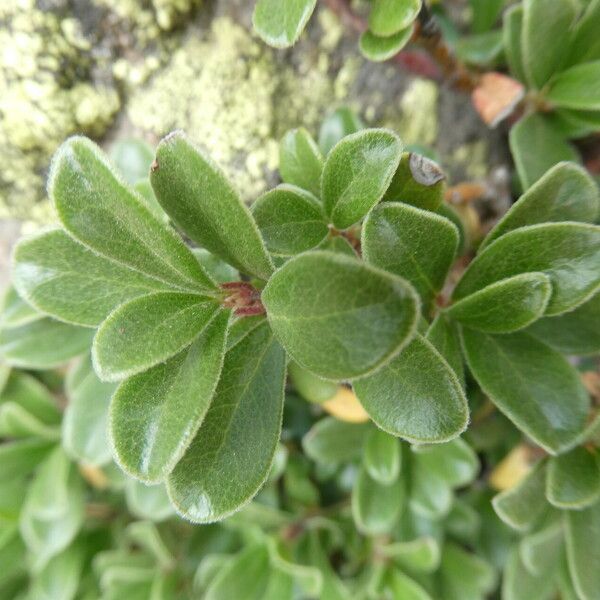 Arctostaphylos uva-ursi Leaf