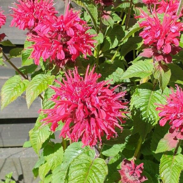 Monarda didyma Цвят