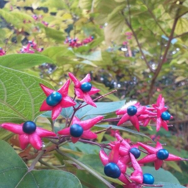 Clerodendrum trichotomum Fruchs