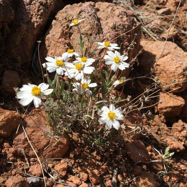 Melampodium leucanthum Õis