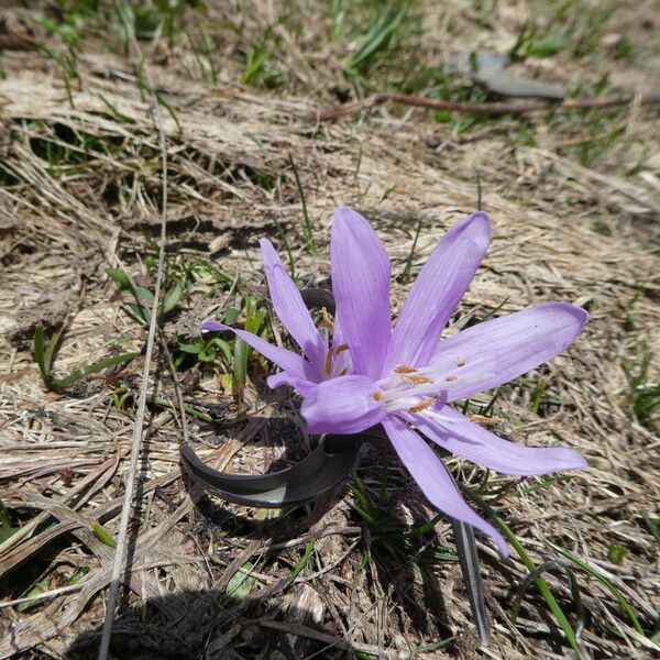 Colchicum montanum Květ