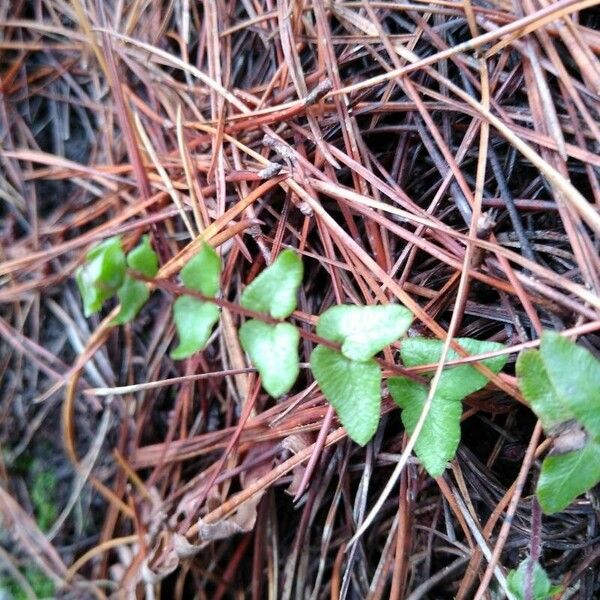 Asplenium platyneuron 樹皮