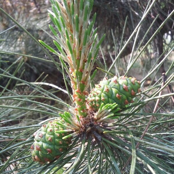 Pinus bungeana 果