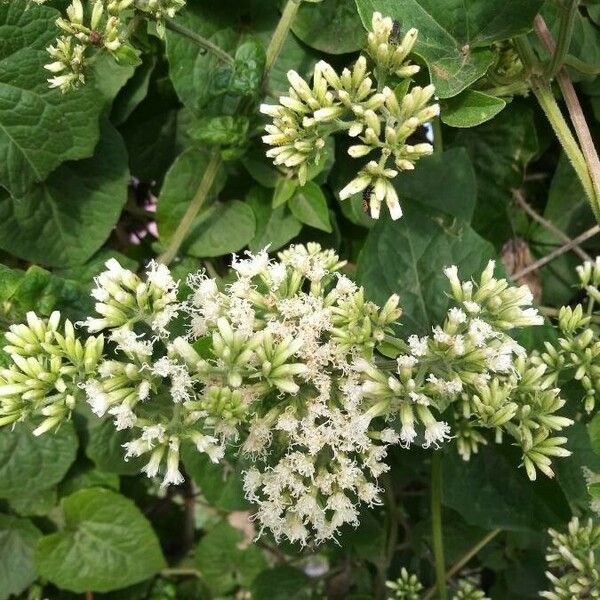 Mikania cordifolia Blüte