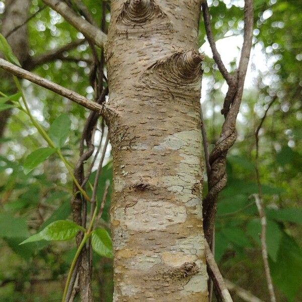 Prunus serotina बार्क (छाल)